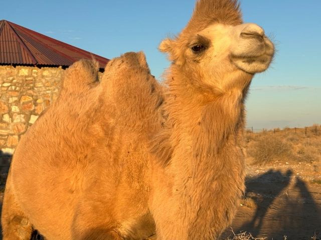A camel at the camp standing in low golden evening light