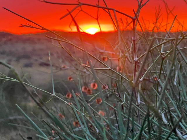 The sun setting red behind desert shrubs in the Kyzylkum