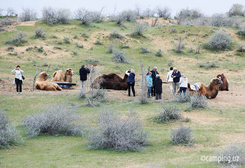 Camel riding. Uzbekistan